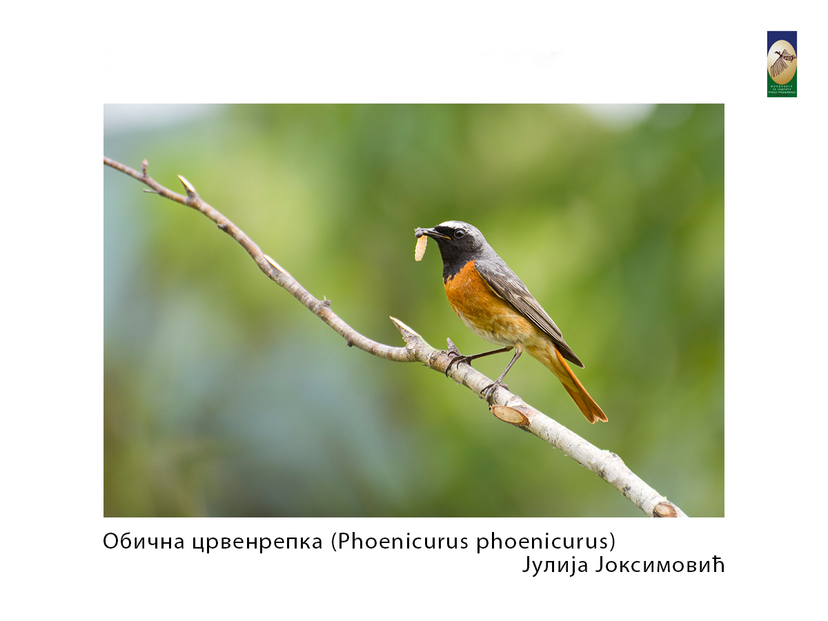 Обична црвенрепка (Phoenicurus phoenicurus) Јулија Јоксимовић