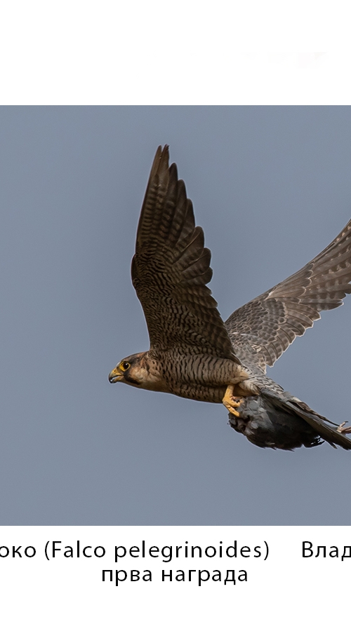 Пустињски соко ( Falco pelegrinoides) Владан Вучковић прва награда
