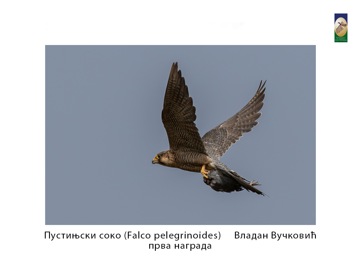 Пустињски соко ( Falco pelegrinoides) Владан Вучковић прва награда