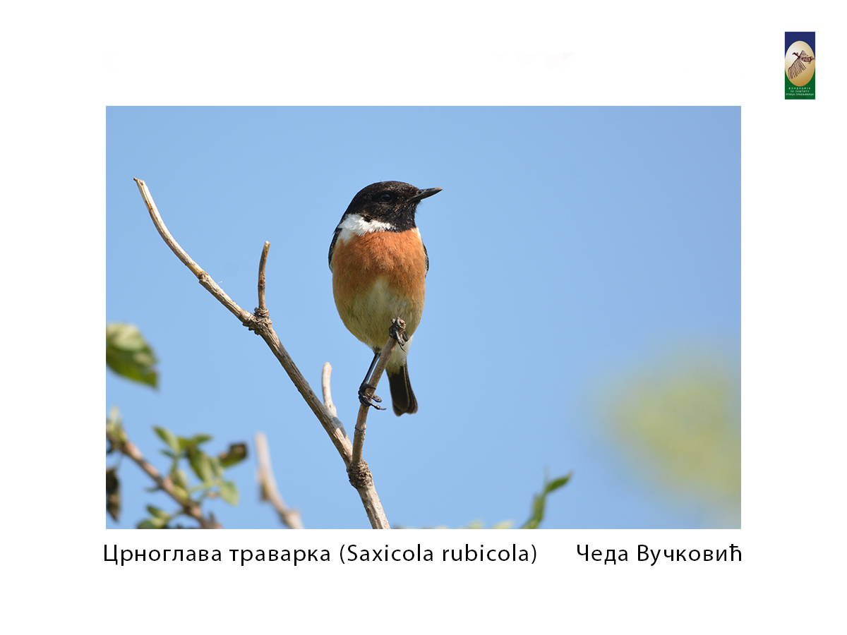 Црноглава траварка ( Saxicola rubicola) Чеда Вучковић
